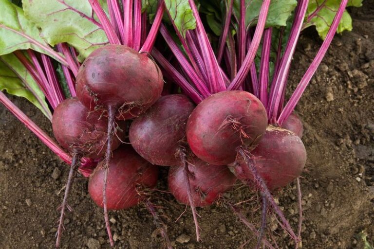 Pull Your Beets At Exactly The Right Moment For The Sweetest, Most Tender Roots Before Frost
