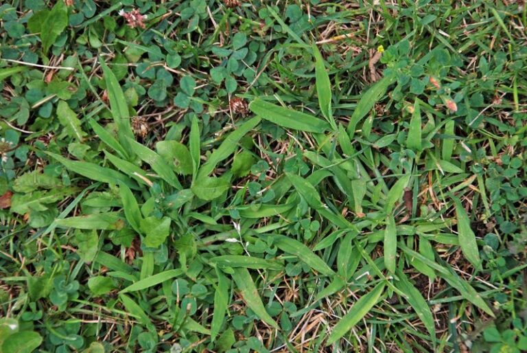 Crabgrass Can Set Thousands of Seeds Before Fall Ends: What to Do Now to Limit Spring Trouble