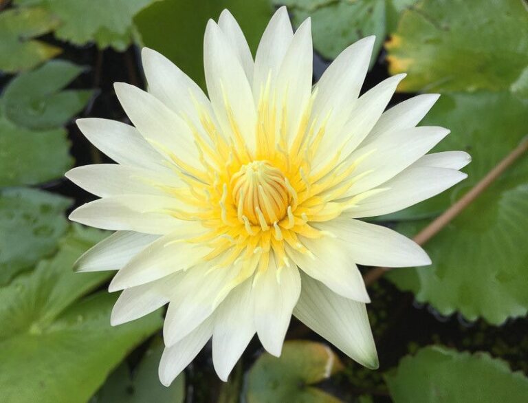 These North Carolina Native Flowers Wait Until Dusk To Open And Perfume Your Porch All Evening