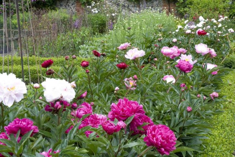 Keep Peony Foliage Green Until It Dies Back This Fall, Then Cut: Timing for Every Peony Type