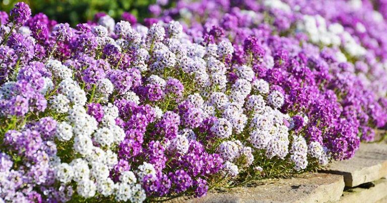 If Your Pansies Survive The First Hard Frost, These 13 Cool-Season Flowers Will Too