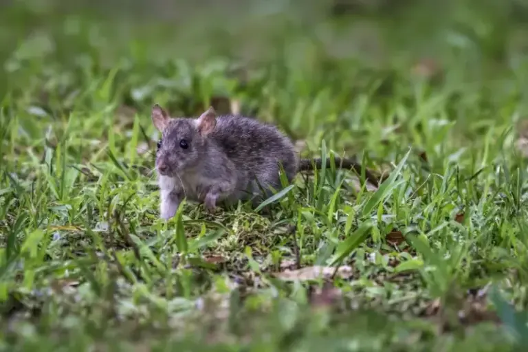 The Early Signs Rats Are Already Living In Your North Carolina Yard Before Winter Drives Them Inside