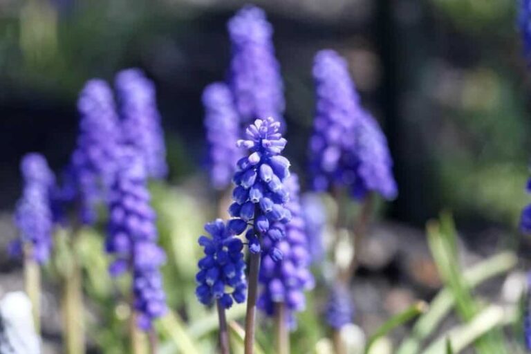 17 Spring Bulbs You Still Have Time To Plant Before The Ground Freezes Solid