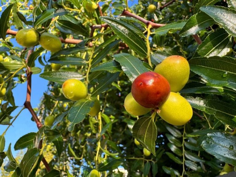 Chinese Jujube in North Carolina: A Drought-Tolerant Fruit Tree Worth a Closer Look
