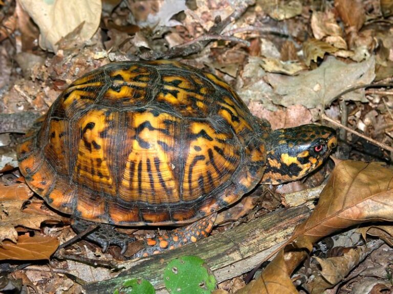 The Everyday Garden Setups That Quietly Hurt North Carolina Box Turtles Before Winter