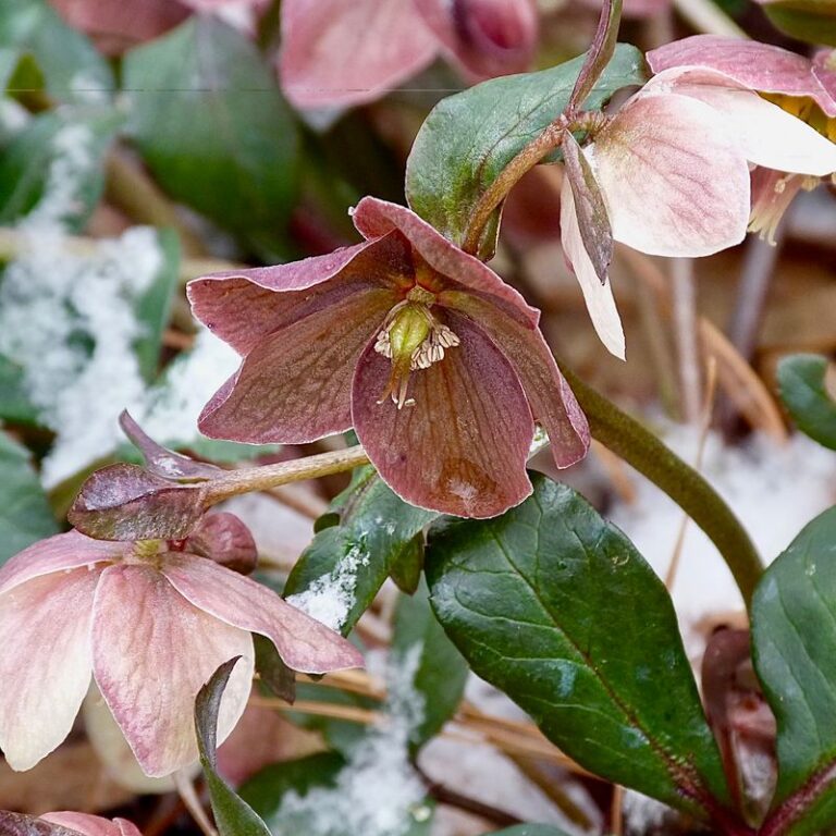 The One Thing North Carolina Hellebores Need Before The First Freeze Or Their Winter Blooms Turn Black