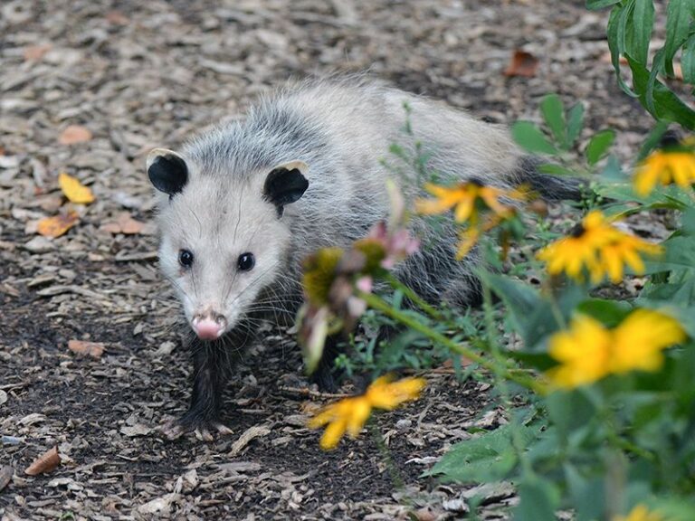 Leave Your Opossums Alone – 15 Ways They Quietly Clean Up Your Yard All Fall