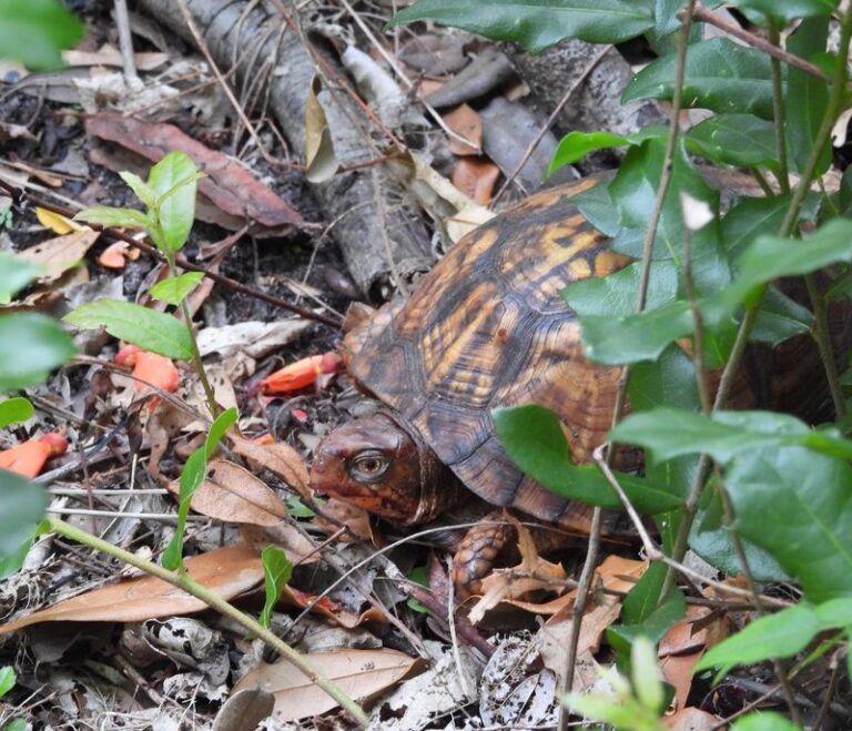 Should You Clean Out Your North Carolina Brush Pile Before Winter If Box Turtles Live Nearby?