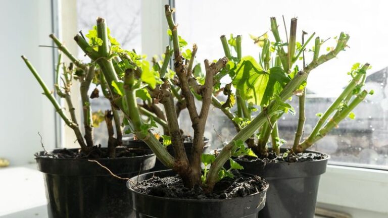 If Your Potted Geraniums Stopped Blooming, These 16 Feeding Habits Bring The Flowers Back (+2 Tricks Pros Swear By)