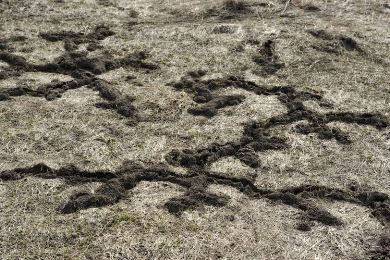 Mole Tunnels Are a Clue to Underground Prey and Habitat, Not a Grub Diagnosis