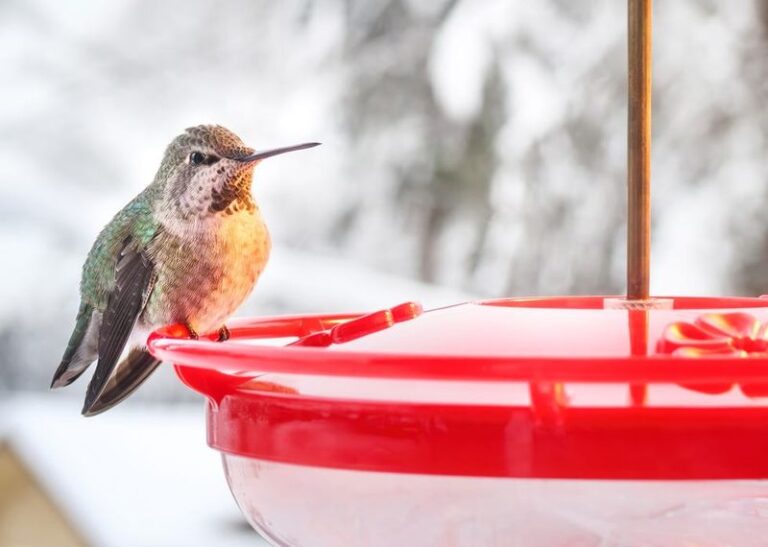 Still Seeing Hummingbirds This Late In The Year? Don’t Take Your Feeder Down Just Yet