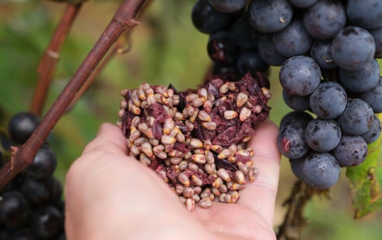 Grape Seeds Have Industrial Reuse Value, Though Not a Proven Price Premium