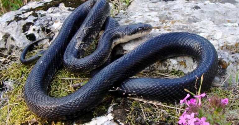 If It’s a Rat Snake: Why North Carolina Gardeners Should Think Twice Before Killing a Big Black Snake Near the Woodpile