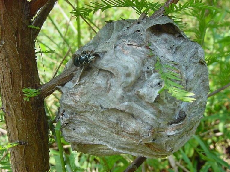 What It Really Means When a Bald-Faced Hornet Paper Nest Shows Up in Your North Carolina Trees This Fall