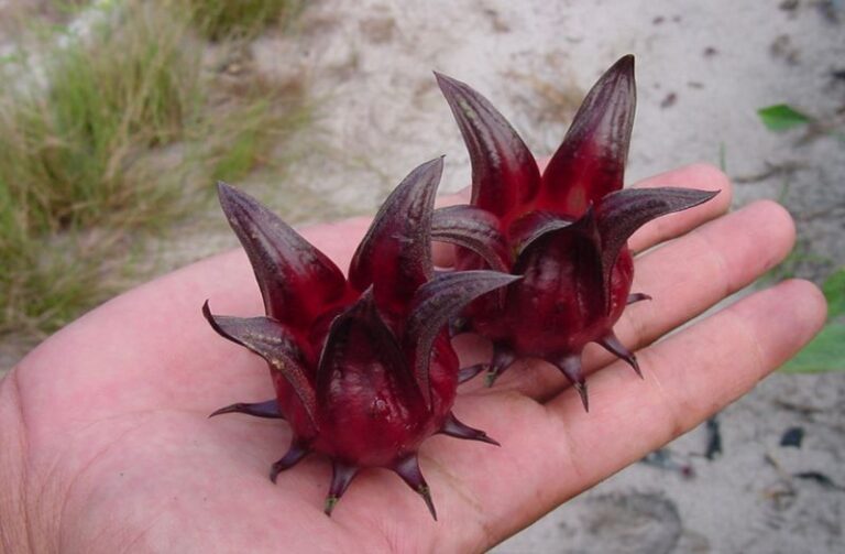 Roselle, Not Ordinary Hibiscus, Grows the Calyxes Behind Ruby-Red Hibiscus Tea
