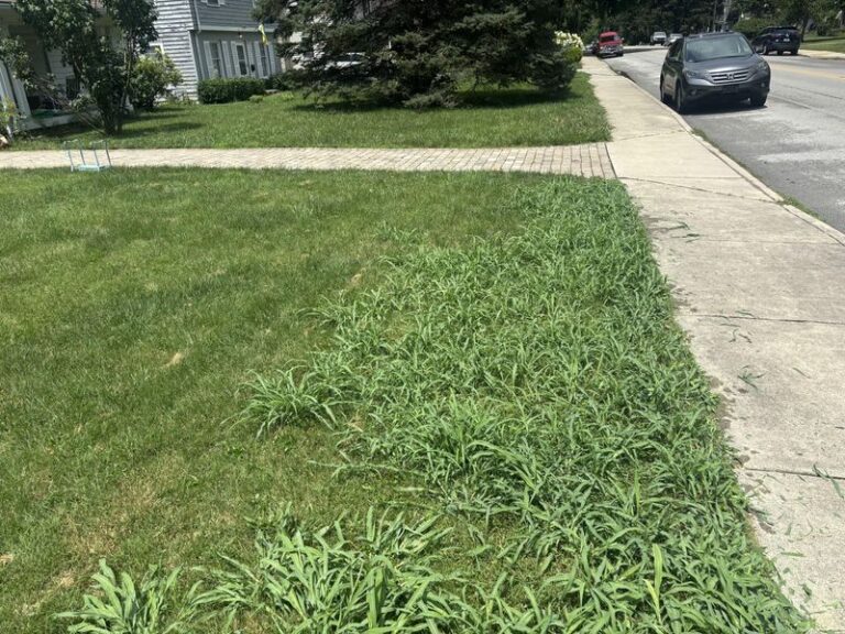 Why Crabgrass Moves Into Thin Lawns, and What Actually Helps Keep It Out