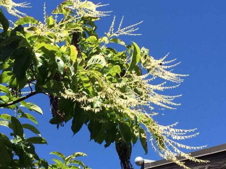 Sourwood: The North Carolina Native Tree That Can Feed Bees in Midsummer