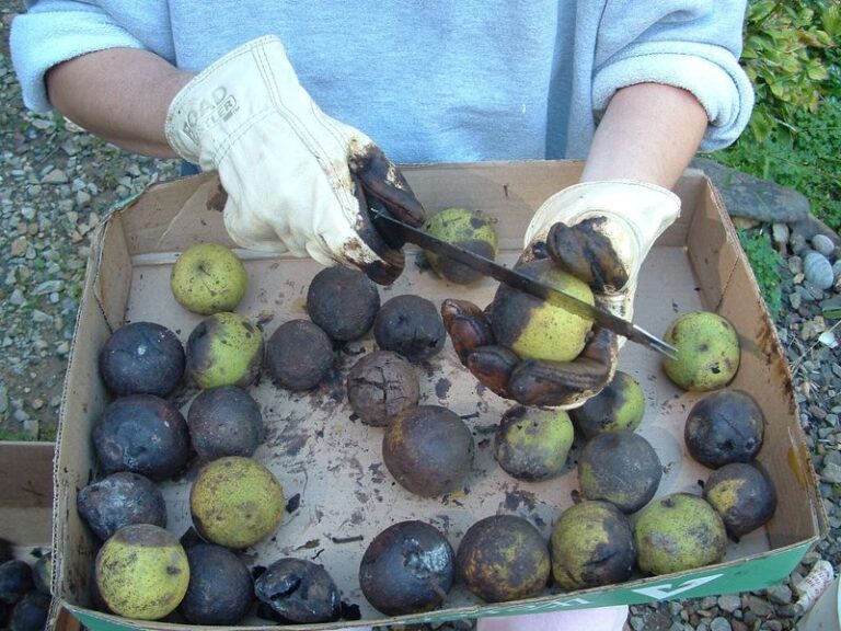 The Messy Black Walnut Chore North Carolina Homeowners Skip That Turns Fallen Nuts Into Winter Snacks