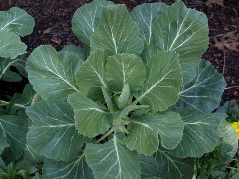 Do Fertilizers Make Fall Collards Sweeter After Frost? What North Carolina Gardeners Should Know