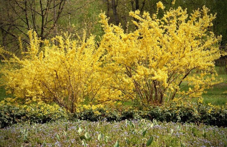 Put The Pruners Down – 13 Flowering Shrubs That Lose Next Spring’s Blooms If You Cut Them This Fall
