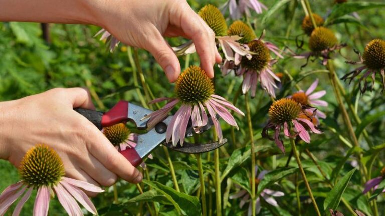 Should You Cut Back Purple Coneflowers in Fall? Seed Heads for Birds, Repeat Blooms, and Cleanup