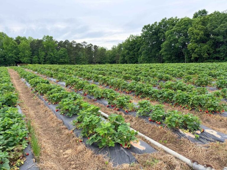 Keeping a North Carolina Strawberry Patch Productive: Planting, Care, and Renewal