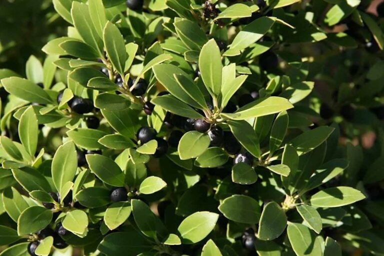 These North Carolina Native Shrub Seeds Get Planted Outdoors Now So Winter Wakes Them Up For Spring