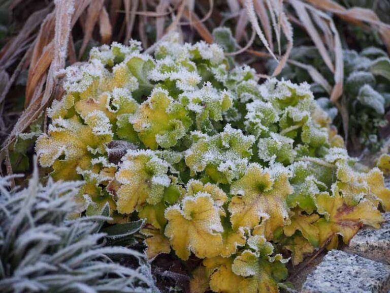 Stop Raking Every Leaf Off Your Flower Beds – 13 Perennials That Come Back Stronger When You Leave Them Be