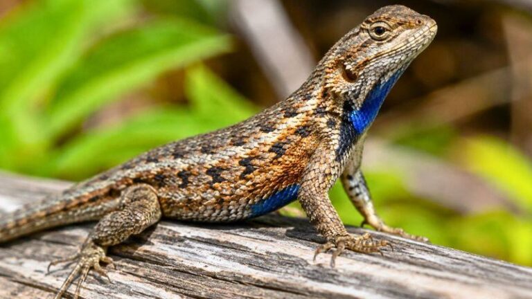 What Do Eastern Fence Lizard Push-Ups on a North Carolina Woodpile Mean?