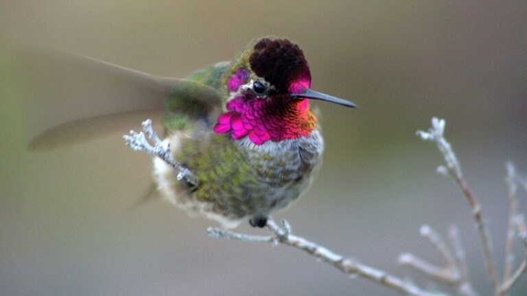 The Rare Winter Hummingbirds That Visit North Carolina Yards After The Ruby-Throats Leave
