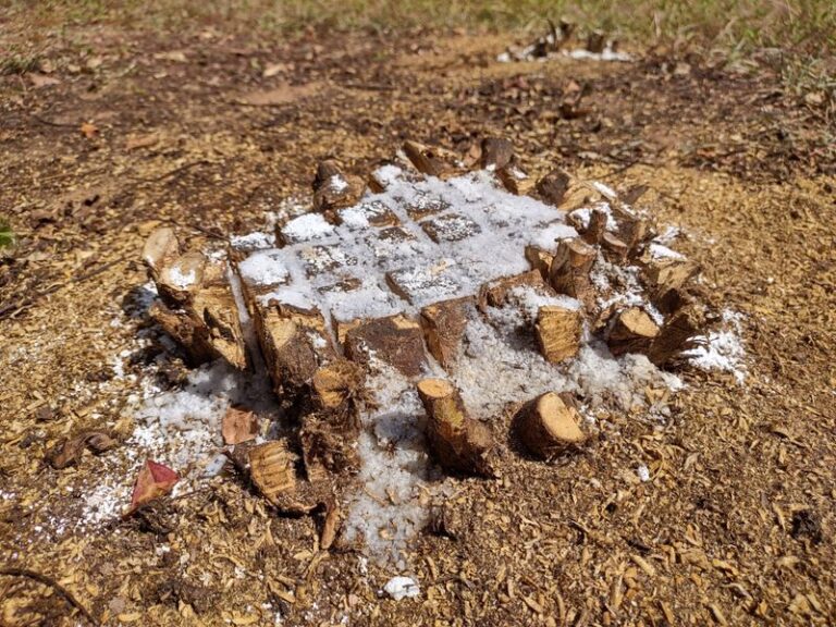 Does Epsom Salt Kill a Tree Stump? What Works and What Doesn’t