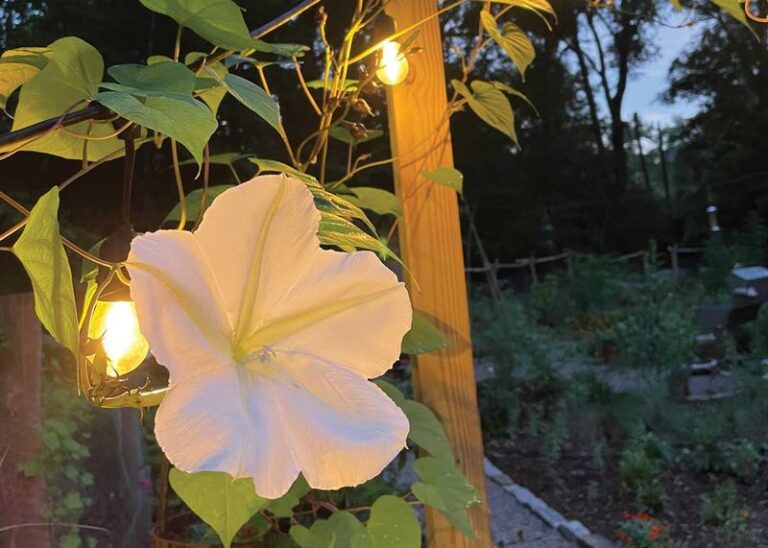 Moonflower Vines Open in the Evening, and Some Blooms Unfurl in Minutes