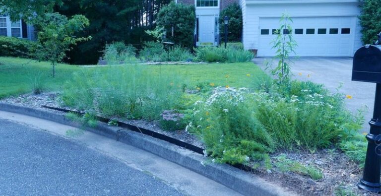 Little Bluestem Can Suit a Sunny North Carolina Mailbox Bed When There Is Room and Clearance