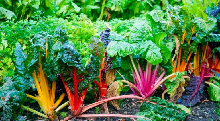 Many Gardeners Miss This Window – 15 Vegetables You Should Sow This Winter For The Earliest Spring Harvest