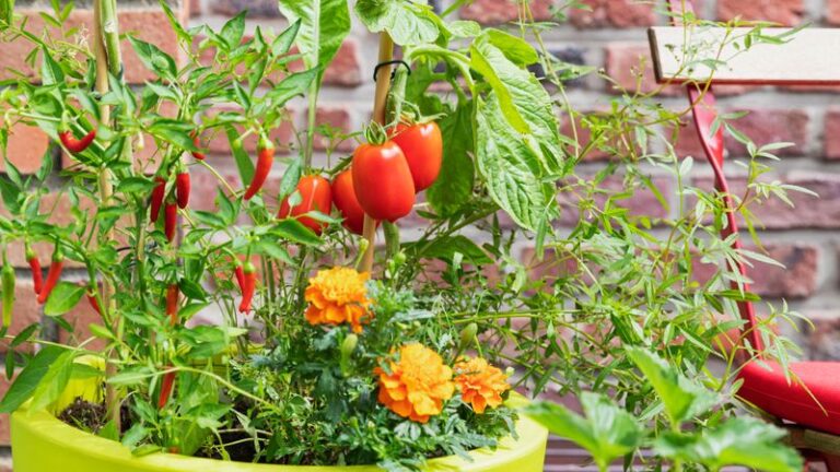 Marigolds Near Tomatoes and Peppers: What Research Really Shows