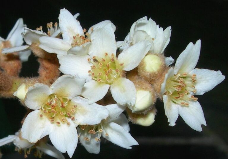 Your Fall-Blooming Loquat in Coastal North Carolina Is Betting Its Spring Fruit on This Winter