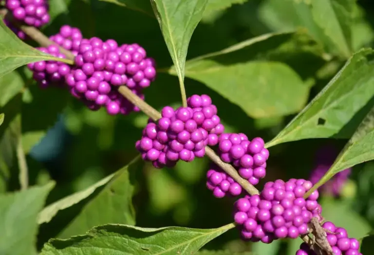 Your Garden Feels Like Fall Long Before The Leaves Turn When You Plant These 15 Beyond-Mums Picks