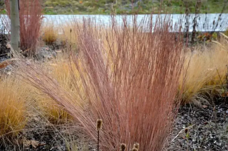 This North Carolina Native Grass Holds Its Shape All Winter So Your Curb Never Looks Bare