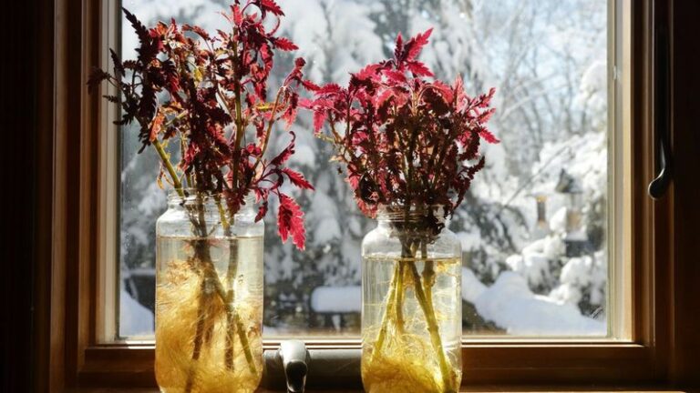 Don’t Toss Your Leggy Coleus Before Frost: Try Rooting a Few Cuttings in Water to Overwinter It