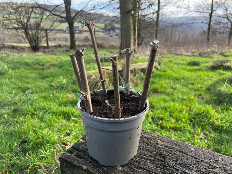 Dormant Hardwood Cuttings: A Low-Cost Way to Start New Shrubs in North Carolina