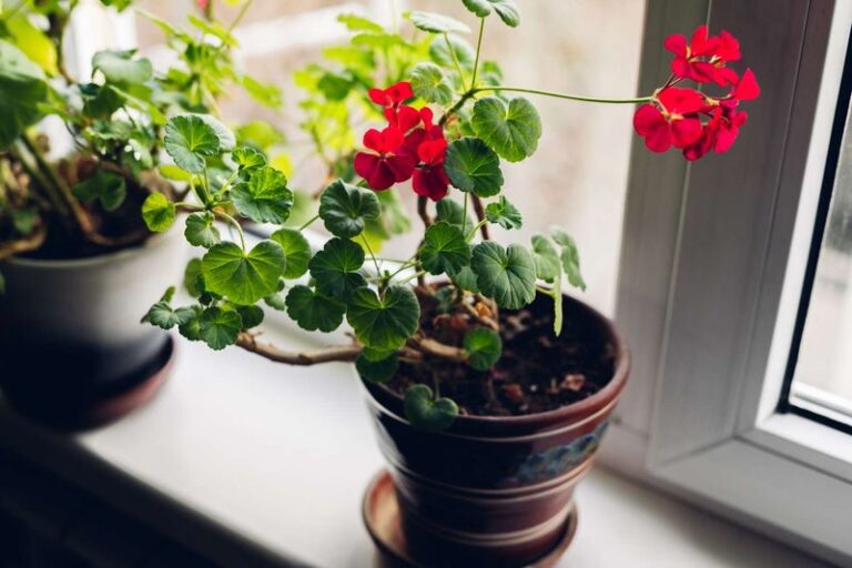 Overwintering Leggy Geraniums Indoors: How To Keep Your Plant Healthy Until Spring