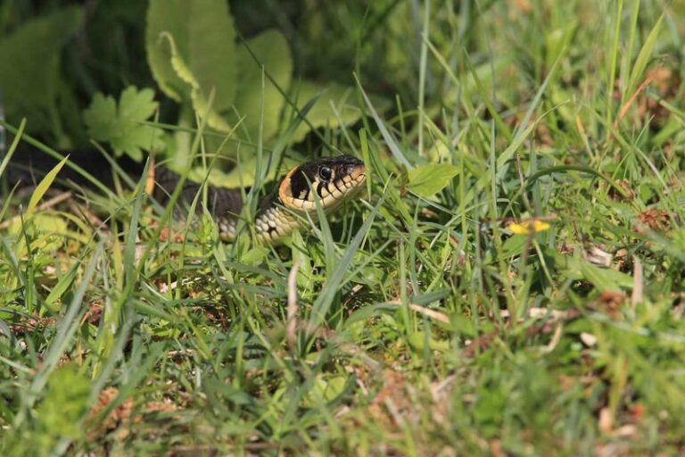 If You Spot These 13 Signs In Your Yard This Fall, Snakes Are Settling In For Winter Nearby