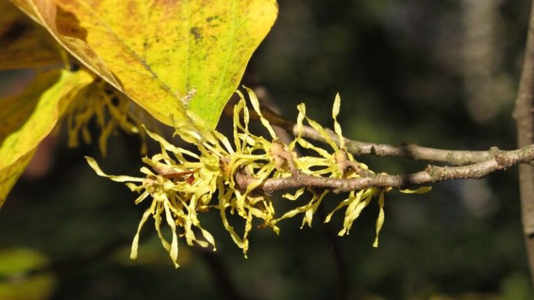 Witch Hazel Blooms As the Garden Winds Down, And the Same Shrub Fills Your Medicine Cabinet