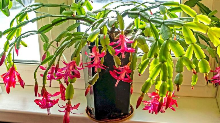 An October Feeding Is Not a Reliable Bloom Shortcut for Your North Carolina Christmas Cactus