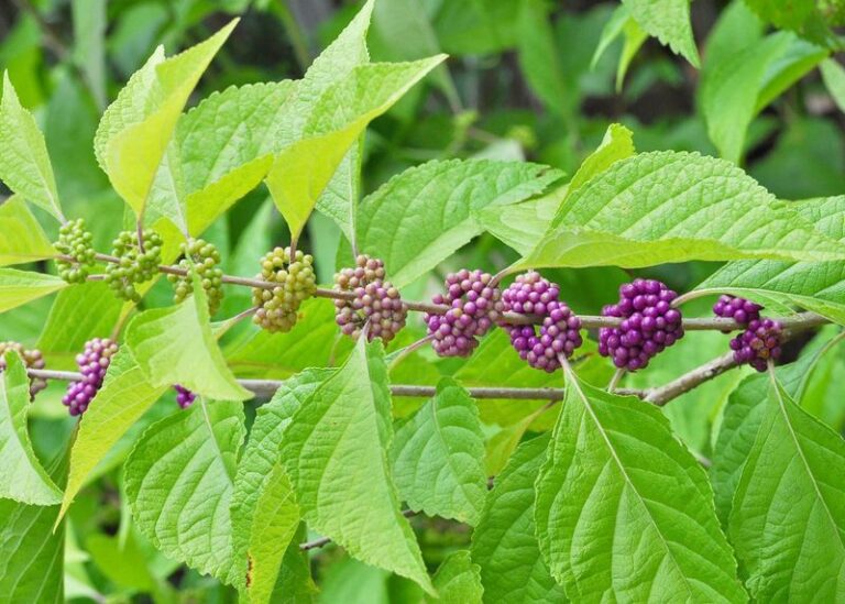 The North Carolina Native Shrubs That Earn The Sunny Spot Most Yards Give To Crape Myrtle