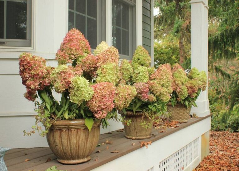 Your Hydrangeas Are Heading Into Winter – 7 Jobs Before The First Hard Freeze That Decide Next Summer’s Blooms