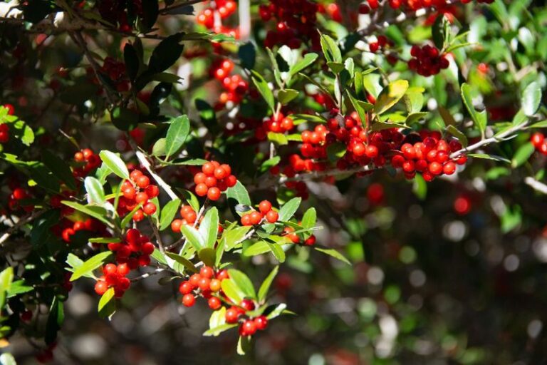 Plant These North Carolina Winter Bloomers Now And Your Yard Stays Colorful Through January