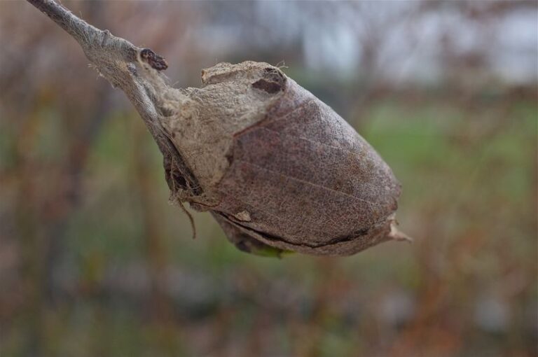 Is That Silky Cocoon On Your North Carolina Shrub a Giant Silk Moth? How To Tell Before Fall Cleanup