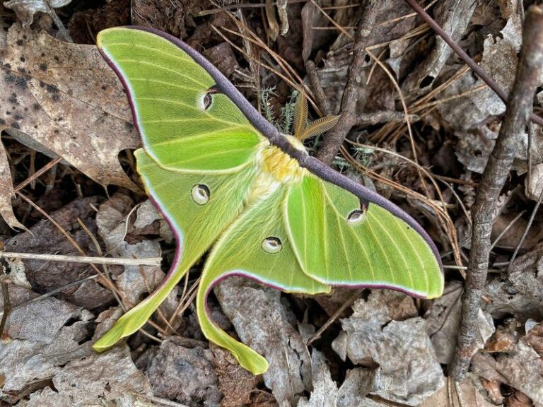 Some Leaf Litter Under Your North Carolina Oaks Can Support Insects and May Help Feed Your Spring Birds