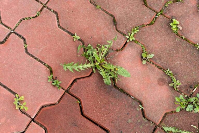 Why Weeds Keep Coming Back Between Your Pavers (And a Simple Joint Repair That Can Help Them Return Less Often)
